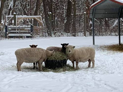 Four sheep eating hay from a trough in a snowy outdoor setting, surrounded by trees.