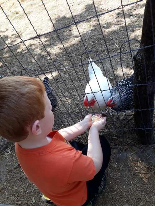 A child in an orange shirt feeds chickens through a wire fence at a farm.