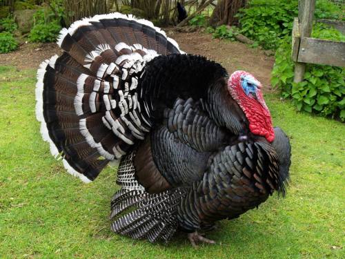 A large, colorful turkey with a fan-shaped tail and a red wattle, standing on green grass in a natural setting.