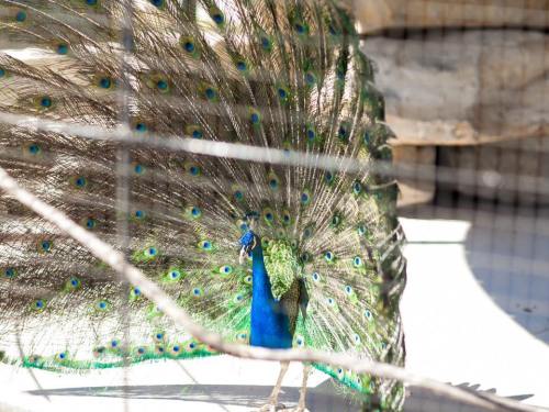 A peacock displaying its vibrant, iridescent feathers behind a wire fence.