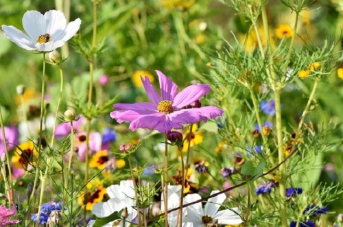 A vibrant field of wildflowers featuring pink, white, and yellow blooms amidst lush green foliage.