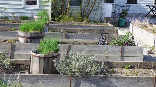 A garden with wooden raised beds, featuring various herbs and plants, including chives and lavender.