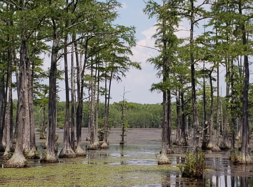 A serene wetland scene with tall cypress trees reflected in calm water, surrounded by lush greenery and a clear sky.