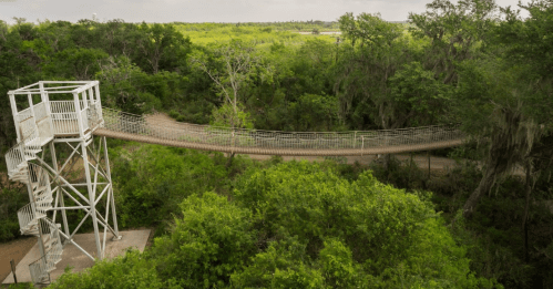 A tall observation tower beside a rope bridge stretching over lush green trees and a pathway in a natural setting.