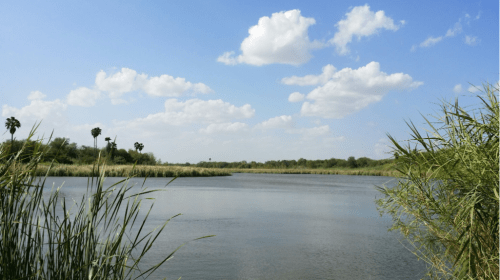 A serene river scene with lush greenery, tall grasses, and fluffy clouds under a bright blue sky.