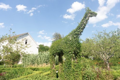 A large topiary giraffe stands in a garden, surrounded by greenery and a white barn under a blue sky with clouds.