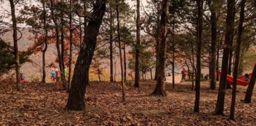 A forest scene with trees and colorful autumn leaves, featuring people in the background and a hammock hanging nearby.