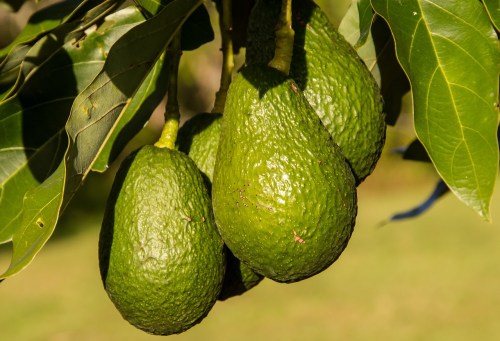 Three ripe avocados hanging from a tree branch, surrounded by green leaves.