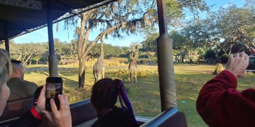 Two giraffes stand in a grassy area, with people in a vehicle taking photos in the foreground.