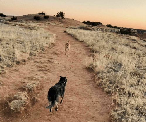 Two dogs walking on a dirt path through a grassy landscape at sunset.