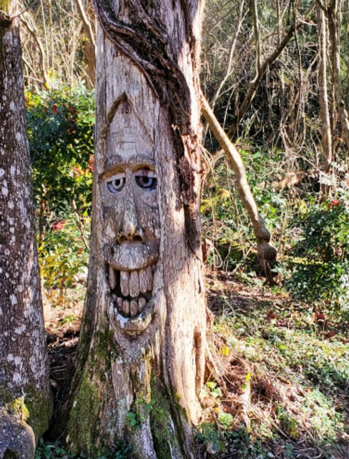 A tree with a carved face, featuring a big smile, surrounded by greenery in a forested area.