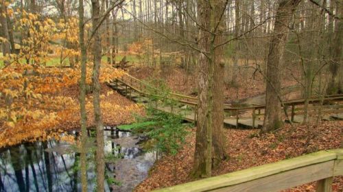 A wooden walkway winds through a forest with autumn leaves and a calm pond, surrounded by trees.