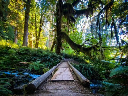 A serene forest path with a wooden bridge over a stream, surrounded by lush greenery and tall trees.