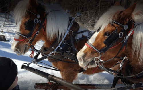 Two horses in harness, wearing blinders, stand in the snow with a person partially visible in the foreground.