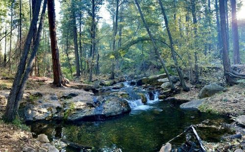 A serene forest scene with a small waterfall cascading over rocks into a clear pool, surrounded by tall trees.