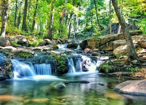 A serene forest scene featuring a flowing stream with small waterfalls and lush green trees surrounding it.