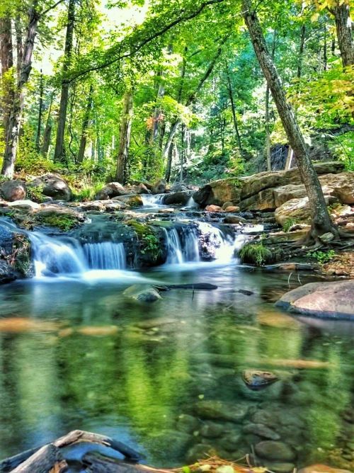A serene forest scene featuring a flowing stream with small waterfalls, surrounded by lush green trees and rocks.