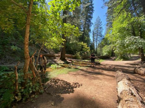 Two hikers explore a sunny forest trail surrounded by tall trees and greenery.