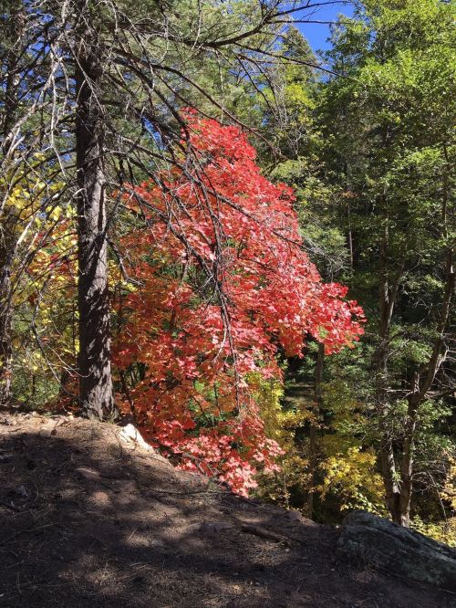 A vibrant red maple tree stands among green foliage in a sunny forest setting.