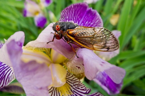 A close-up of a cicada perched on a purple and white iris flower, surrounded by green foliage.