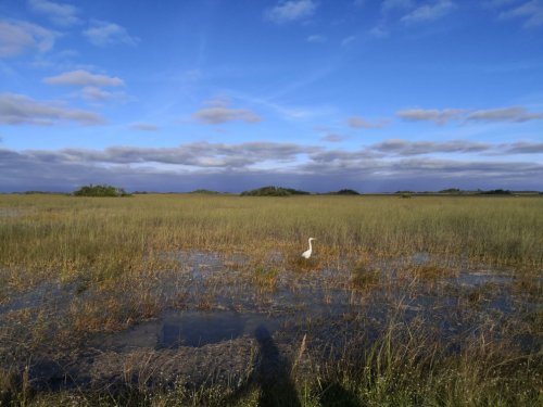 A serene wetland scene with tall grasses, a blue sky, and a solitary white bird standing in the water.