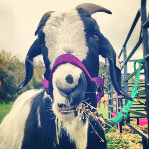 A close-up of a black and white goat wearing a purple halter, chewing on some hay in a grassy field.