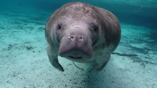 A manatee swimming underwater, facing the camera with its large, rounded body and whiskered snout.