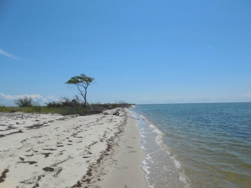 A serene beach scene with a sandy shore, gentle waves, and a lone tree against a clear blue sky.