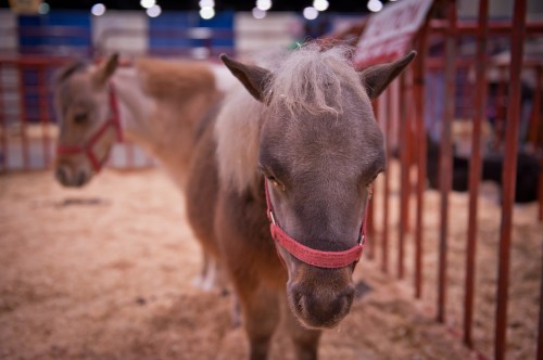 A close-up of a miniature horse with a red halter, standing in a barn with straw on the ground.