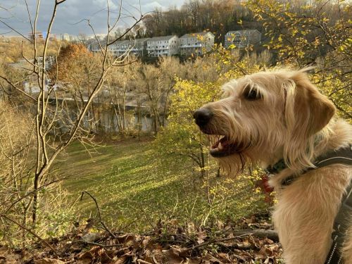 A dog stands on a hillside, overlooking a scenic view of trees and a river with buildings in the background.