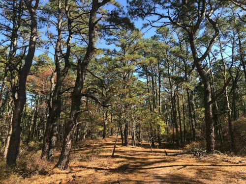A sunlit forest path surrounded by tall trees and scattered autumn leaves on the ground.