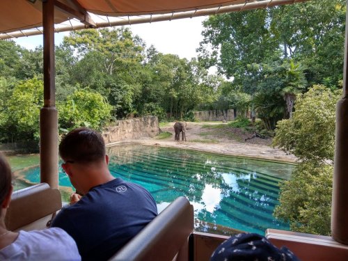 A view from a safari vehicle showing an elephant near a water body, surrounded by lush greenery.