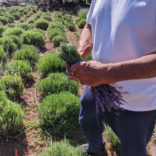 A person in a white shirt holds freshly cut lavender in a field of green lavender plants.