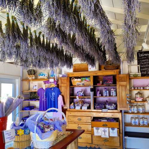 A cozy shop interior with hanging lavender, wooden shelves filled with products, and a basket of lavender items.