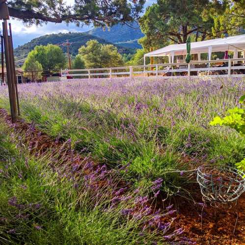 A vibrant field of lavender blooms under a blue sky, with trees and a white tent in the background.