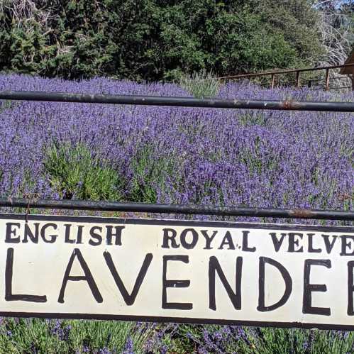 A sign reading "English Royal Velvet Lavender" in front of a vibrant lavender field.