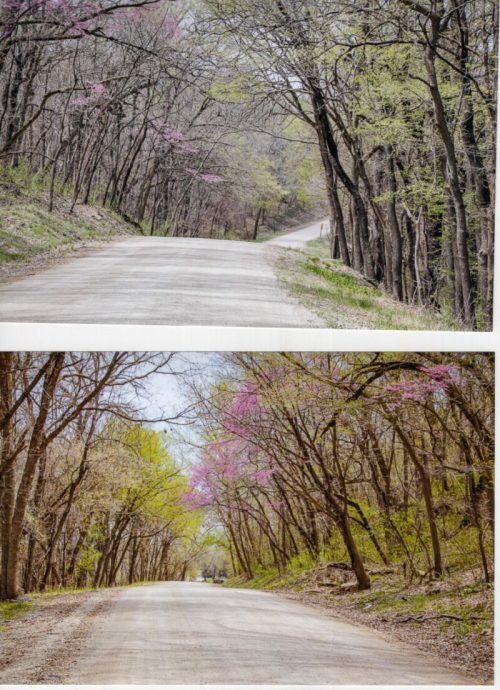 A scenic dirt road lined with trees, showcasing spring foliage and blooming flowers in shades of green and pink.