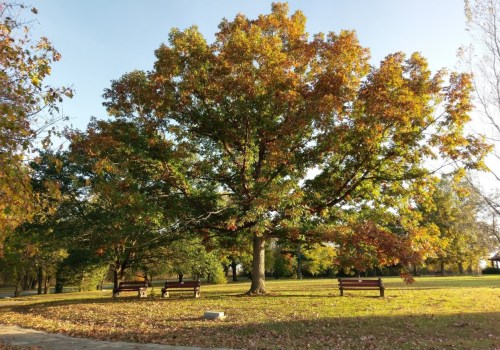 A large tree with autumn leaves stands in a park, surrounded by benches and green grass under a clear blue sky.