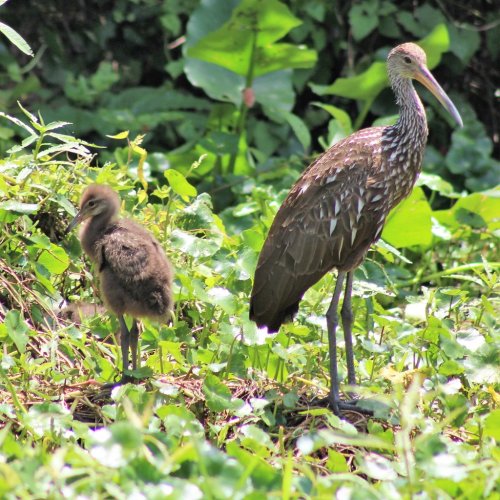 A young bird stands beside an adult bird in a lush green environment, surrounded by foliage.