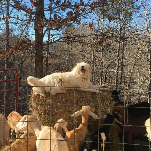 A fluffy white dog lounges on a hay bale, surrounded by goats in a wooded area.