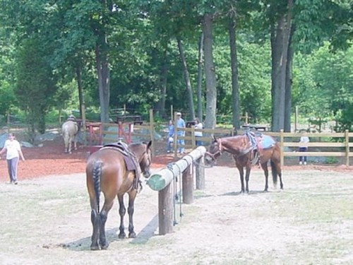 Two horses near a wooden post in a fenced area, with people and trees in the background.