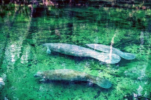 Three manatees swimming in clear, green water surrounded by lush vegetation.