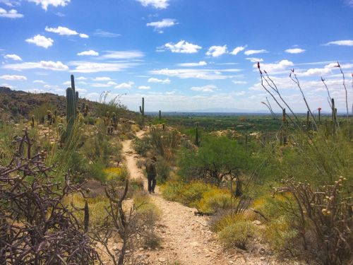 A hiker walks along a dirt path in a desert landscape with cacti and vibrant vegetation under a blue sky.