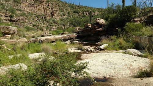 A rocky stream flows through a desert landscape with cacti and lush greenery under a clear blue sky.