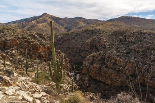 A scenic view of a canyon with rocky cliffs and tall cacti, surrounded by mountains under a cloudy sky.