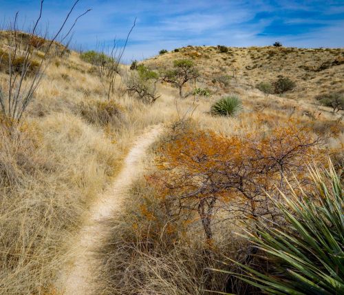 A winding dirt path through dry, grassy terrain with sparse shrubs and trees under a blue sky.