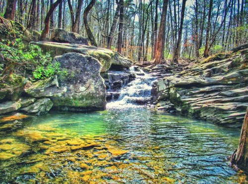 A serene forest scene featuring a small waterfall cascading over rocks into a clear pool surrounded by trees.