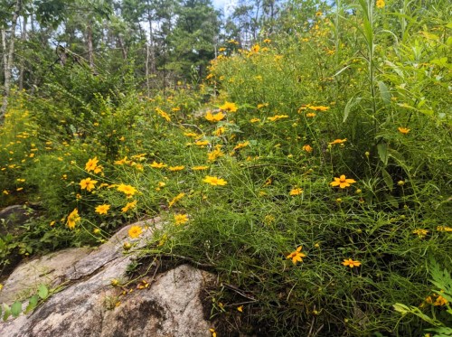 A vibrant patch of yellow wildflowers growing among green foliage and rocks in a natural setting.