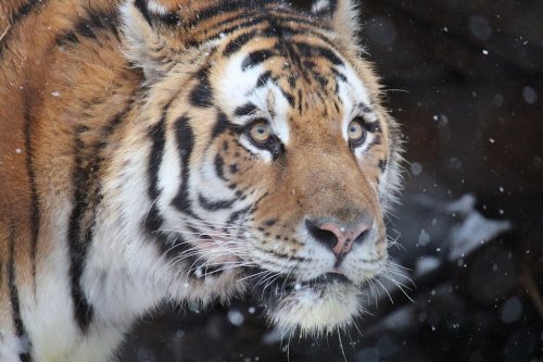 Close-up of a tiger's face with striking stripes and intense eyes, set against a snowy background.