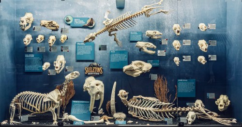 Display of various animal skeletons, including a whale, horse, and elephant, with informative labels in a museum setting.